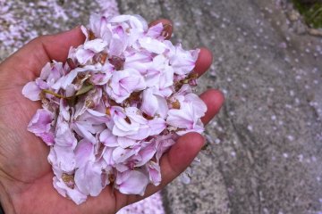 나는 벚꽃 계절에 그 절을 방문하게 되어 행운이었다. 고이즈미 준이치로 전 일본 총리가 정점에 달해 은퇴를 선언한 자리에서 "꽃은 일정 시간 동안 꽃이 피기 때문에 아름답다"고 말한 것은 무절제한 말이었다. 꽃과 마찬가지로 사람들은 언제 가서 배턴을 다음 세대에 넘길지 알아야 한다.