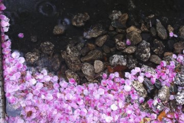 조용한 노후 쿠지 절 주변에는 벚꽃이 많지 않습니다. 그러나, 꽃잎이 언제 어디서나 부처님 동상의 양쪽에있는 작은 운하 근처에 자리 잡고 있으면보기가 정말 아름답습니다