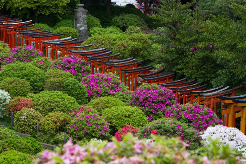 <p>Close-up of the torii path surrounded by blooming azaleas</p>