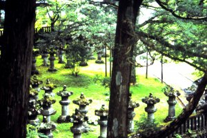 Một cái cây 'Suki' cao lớn (thông Nhật Bản) và một vài chiếc lồng đèn bằng đá