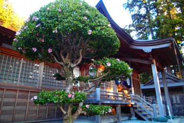 <p>Finely groomed tree in front of the Main Hall</p>