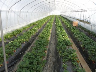 It&#39;s strawberry season! Time to start picking