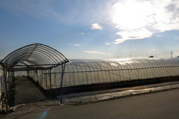 A view of another strawberry greenhouse at sunset
