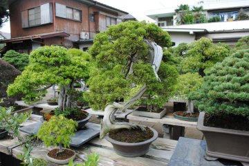 More bonsai from Toju-en