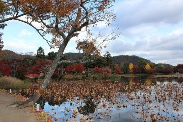 <p>Gazing over Osawa Pond from the Daikakuji side.&nbsp;The colors of withering lotus flowers add a unique charm</p>