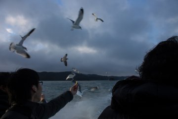 <p>The seagulls chase the boats by the dozens.&nbsp;</p>