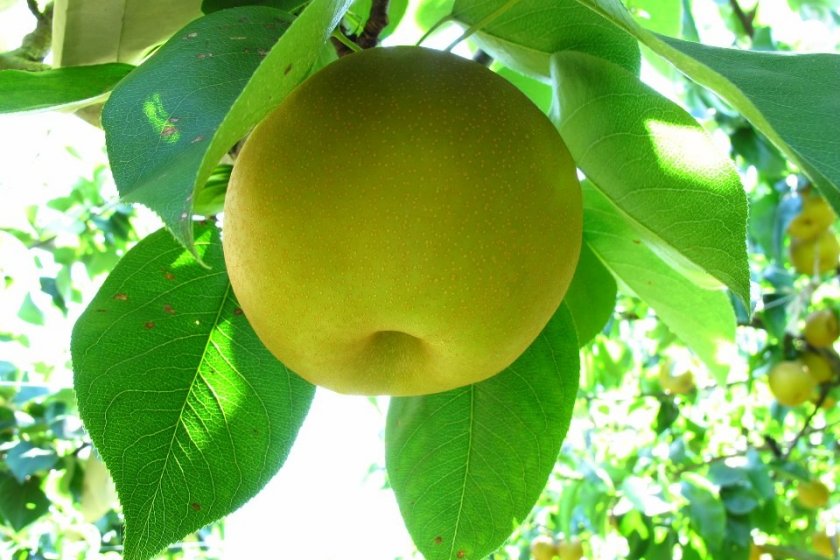 Delicious pear