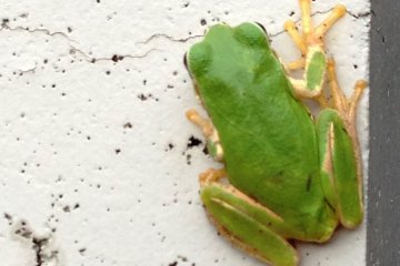 <p>Lime Green frogs and other pleasant surprises on your walk.&nbsp;</p>