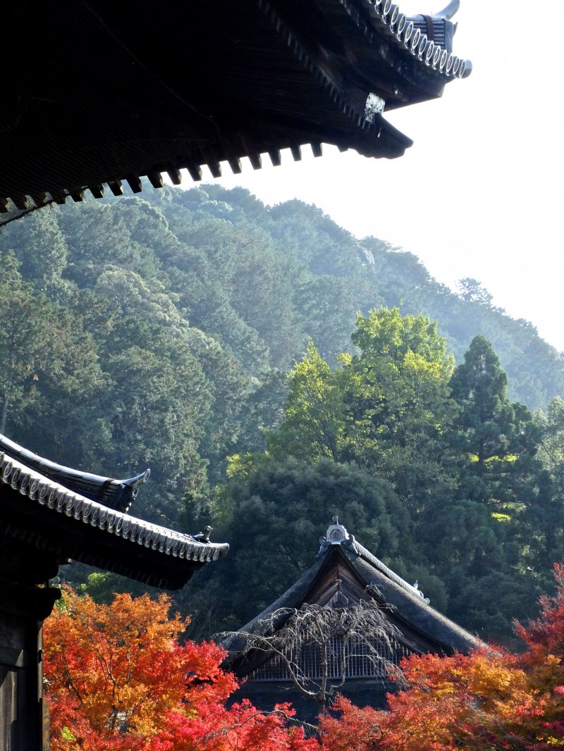 <p>The beauty of Japanese temple roofs</p>