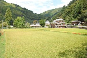 Ishidatami is an agricultural village, famed for its delicious rice.