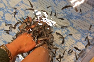 <p>Close-up view of the &quot;kiss fish&quot; sloughing off dead skin on my hands and feet in 2014. Hands are no longer allowed into the foot bath effective 2015.</p>