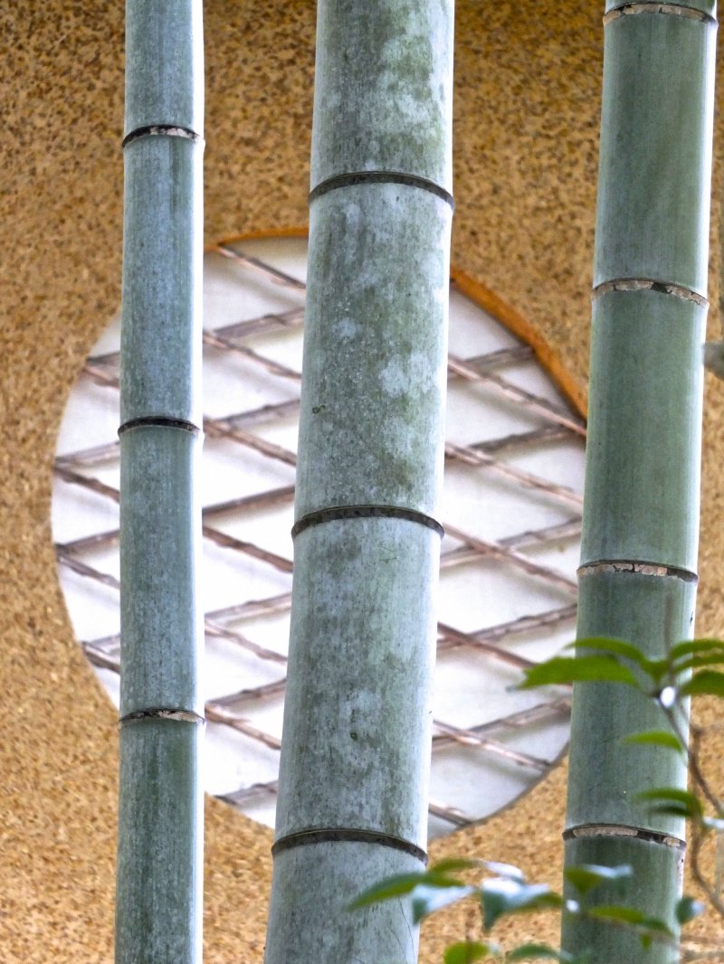 <p>Small bamboo grove near the exit</p>