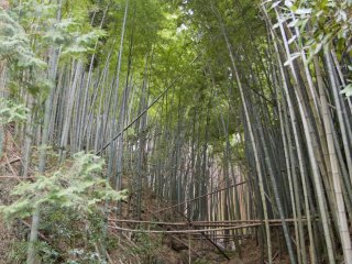 Hear the clacking of a bamboo grove in the spring breeze near the trailhead