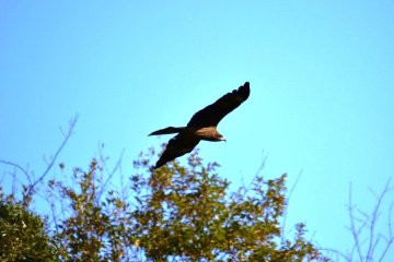 <p>Black Kite near the Kanazawa Zoo</p>