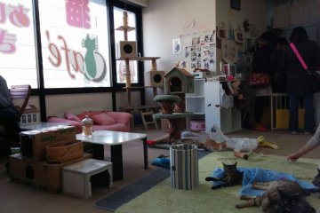 <p>The cafe features cats, their toys, a drink bar, snacks,&nbsp;as well as places for the human visitors to sit and relax.&nbsp;</p>