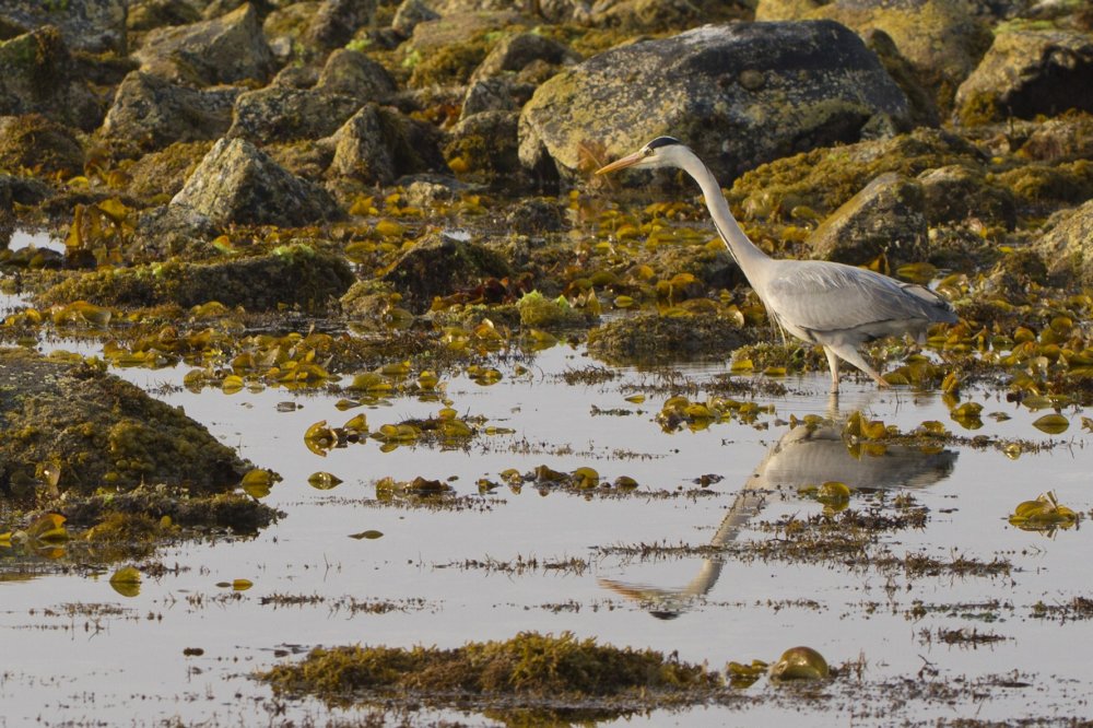 A gray heron stalks the calm waters