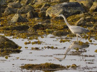 A gray heron stalks the calm waters