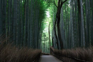 Bosque de bamb&amp;uacute; de Arashiyama