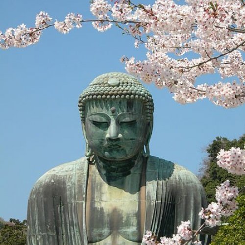 Kamakura Daibutsu and Sakura