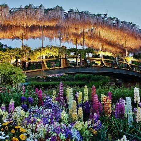 Parque de Flores Ashikaga 