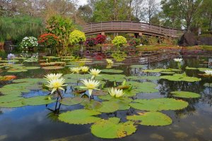 Upper water lily pond at the Kusatsu City Aquatic Botanical Gardens